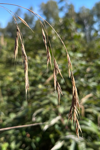 Bromus benekenii observed 2026-08-30