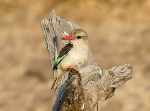 iNaturalist image