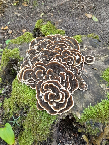 turkey-tail