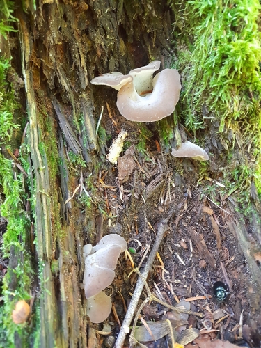 Toothed Jelly Fungus