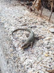 Podarcis siculus tyrrhenicus