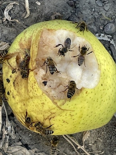 Western Honey Bee
