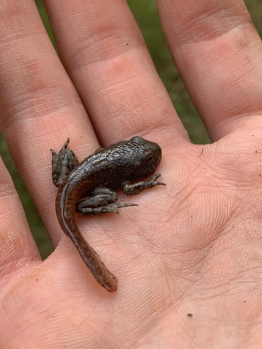 Common Midwife Toad, photo 9 of 10