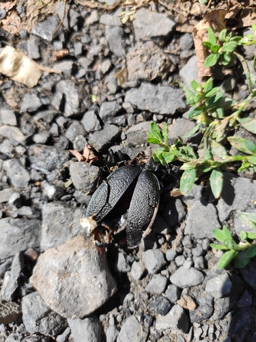 Leather Beetle