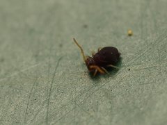 Deuterosminthurus pallipes