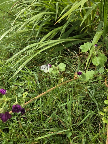 Green-veined White