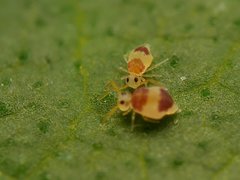 Deuterosminthurus bicinctus