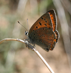 Lycaena asabinus