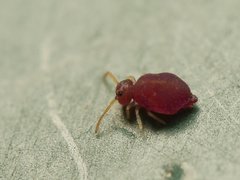 Deuterosminthurus pallipes