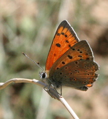 Lycaena asabinus