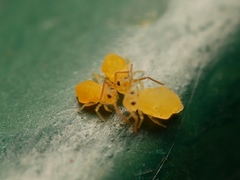 Deuterosminthurus pallipes