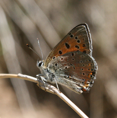 Lycaena asabinus