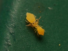 Deuterosminthurus pallipes