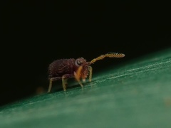 Deuterosminthurus pallipes