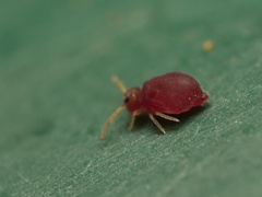 Deuterosminthurus pallipes