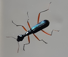 Neocollyris