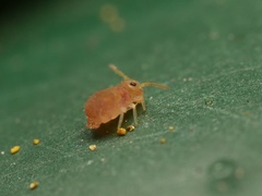 Deuterosminthurus pallipes