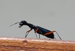 Neocollyris