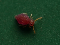 Deuterosminthurus pallipes