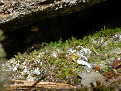 Cyrtomnium hymenophylloides