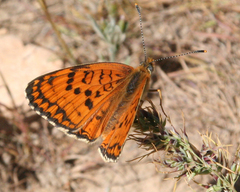 Melitaea arduinna