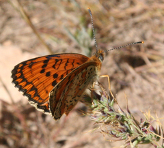 Melitaea arduinna