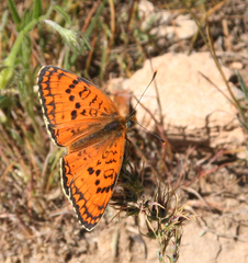 Melitaea arduinna