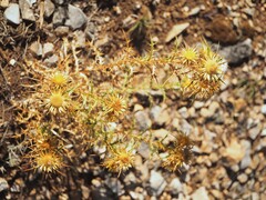Carlina corymbosa, photograph (c) V_Nebenfuehr, some rights reserved (CC BY)