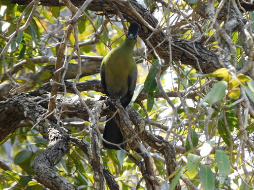 Purple-crested Turaco