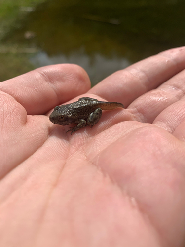 Common Midwife Toad, photo 10 of 10
