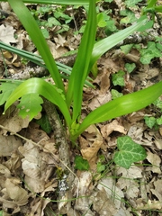 Colchicum umbrosum