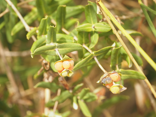 Lonicera implexa, photograph 4