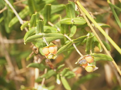 Lonicera implexa, photograph (c) V_Nebenfuehr, some rights reserved (CC BY)