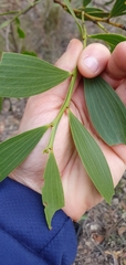 Acacia complanata