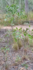 Acacia complanata
