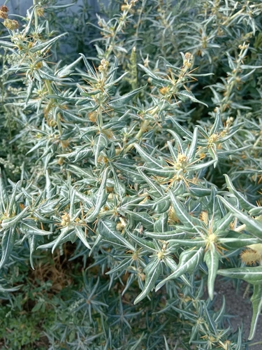 spiny cocklebur