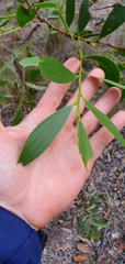 Acacia complanata