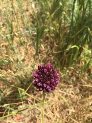 Allium sphaerocephalon