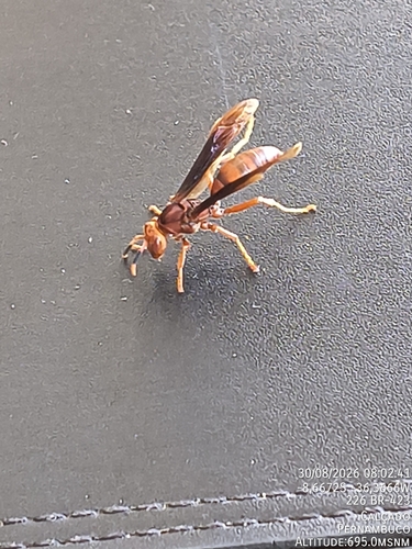 Neotropical Red Paper Wasp