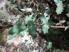 Berberis swaseyi