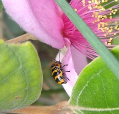 Cryptocephalus trifasciatus