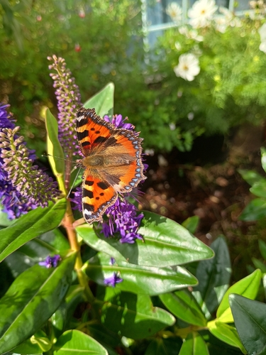 Small Tortoiseshell