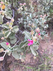 Cistus parviflorus