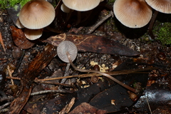 Mycena marangania
