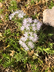 Drypis spinosa, photograph (c) Marcello Manara, some rights reserved (CC BY)
