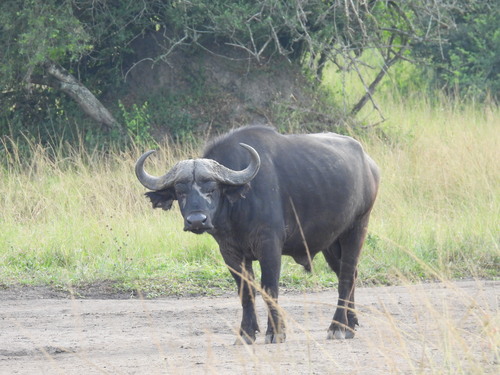 African buffalo