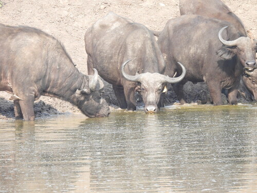 African buffalo