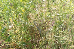 Raphanus raphanistrum landra