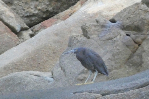 Pacific Reef Heron