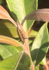 Belidae